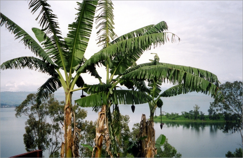 Lake Kivu seen from Cyangugu © Carina Tertsakian