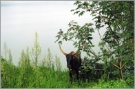 Cow, Lake Kivu, Cyangugu